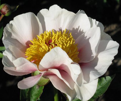 Folk Art -                                                                                                                 Peonies species| PIONI | პიონი