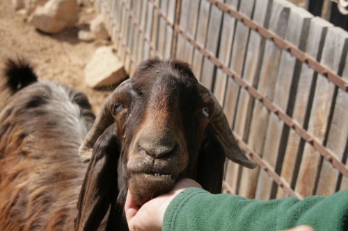 Don Goats - goats Breeds | txis jishebi | თხის ჯიშები