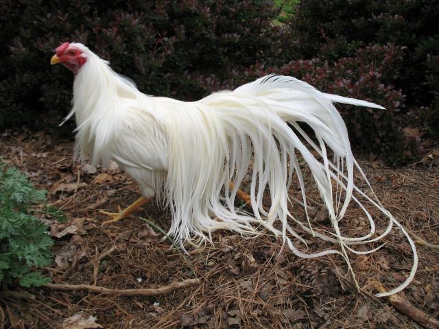 Yokohama 3 - chicken Breeds | ქათმის ჯიშები | qatmis jishebi