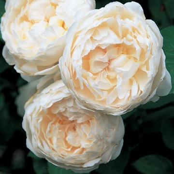 Glamis Castle - Rose Varieties | VARDI | ვარდი                                                                                                                