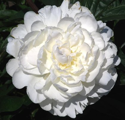 Ann Cousins -                                                                                                                 Peonies species| PIONI | პიონი