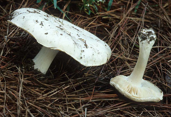 Melanoleuca lewisii  - Fungi species | sokos jishebi | სოკოს ჯიშები
