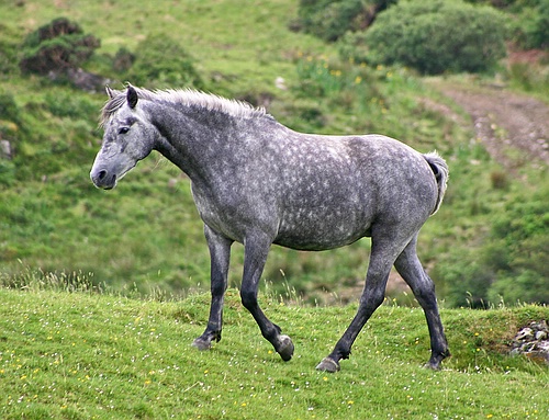 Connemara 3 - horse Breeds | ცხენის ჯიშები| cxenis jishebi