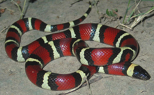 MILKSNAKE  Lampropeltis triangulum - snake species | gveli | გველი