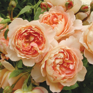 Carding Mill - Rose Varieties | VARDI | ვარდი                                                                                                                