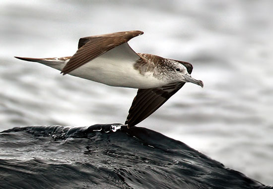 Streaked Shearwater - Bird Species | Frinvelis jishebi | ფრინველის ჯიშები