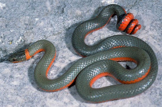 Diadophis punctatus pulchellus - Coral-bellied Ring-necked Snake - snake species | gveli | გველი