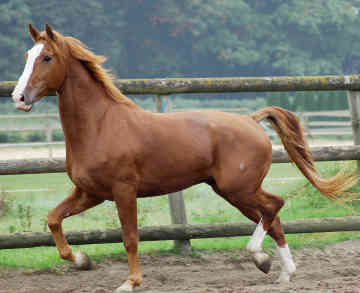 Gelderlander - horse Breeds | ცხენის ჯიშები| cxenis jishebi