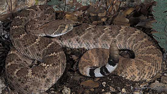 WESTERN DIAMOND-BACKED  RATTLESNAKE   <br />    Crotalus atrox - snake species | gveli | გველი