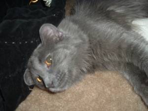 Nebelung 3 - cat Breeds | კატის ჯიშები | katis jishebi