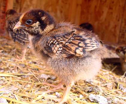 Wyandotte 1 - chicken Breeds | ქათმის ჯიშები | qatmis jishebi