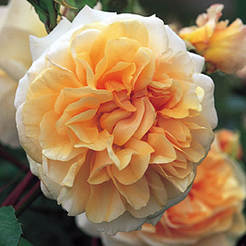 Pegasus - Rose Varieties | VARDI | ვარდი                                                                                                                