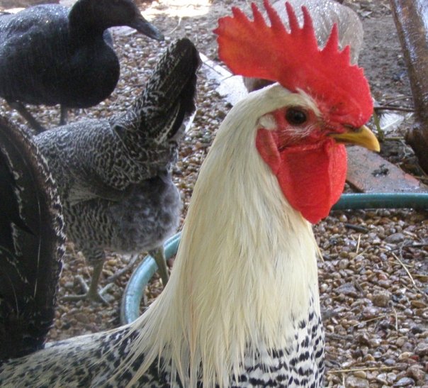 Fayoumi  - chicken Breeds | ქათმის ჯიშები | qatmis jishebi