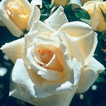 Whisper - Rose Varieties | VARDI | ვარდი                                                                                                                