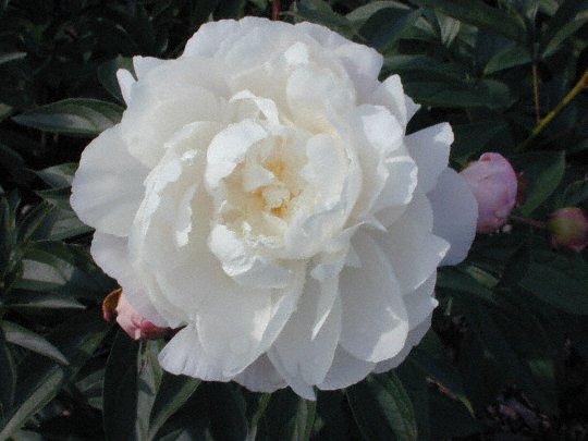 Ethel Mars -                                                                                                                 Peonies species| PIONI | პიონი