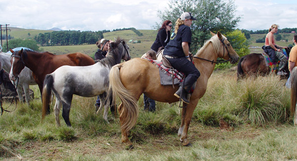 Boer Pony 2 - horse Breeds | ცხენის ჯიშები| cxenis jishebi