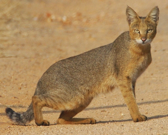 Jungle Cat - wild cats - lynx | ფოცხვერი | focxveri
