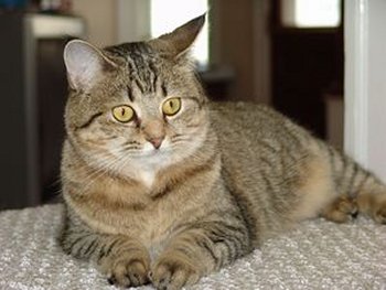 Pixiebob 2 - cat Breeds | კატის ჯიშები | katis jishebi