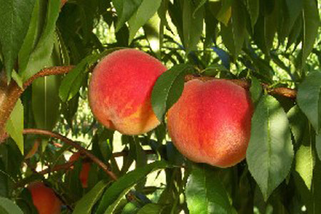 Coralstar - Peach Varieties