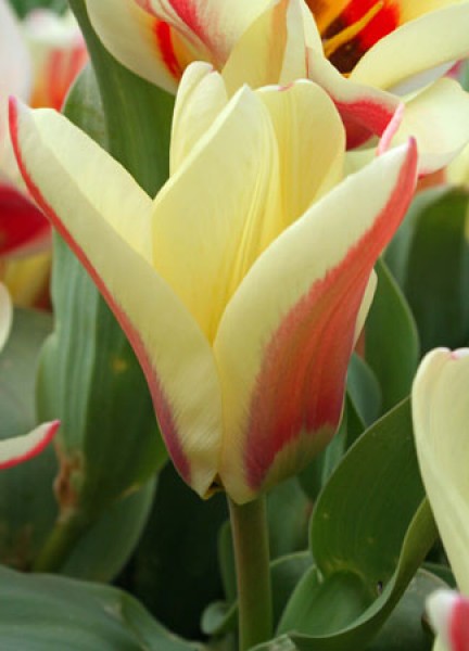 Zombie -                                                         Species Tulip| TITA | ტიტა                                                        