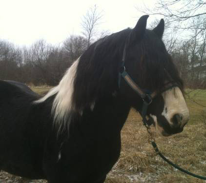 American Spotted Paso - horse Breeds | ცხენის ჯიშები| cxenis jishebi