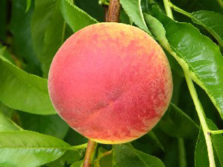 Canadian Harmony - Peach Varieties