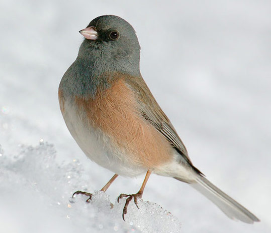 Dark-eyed Junco - Bird Species | Frinvelis jishebi | ფრინველის ჯიშები