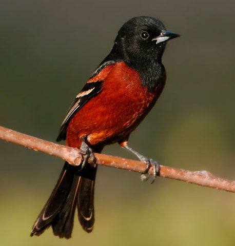 Orchard Oriole - Bird Species | Frinvelis jishebi | ფრინველის ჯიშები