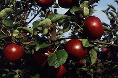 Acey Mac - Apple Varieties