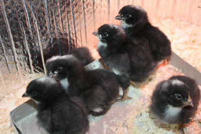 Dominique 1 - chicken Breeds | ქათმის ჯიშები | qatmis jishebi