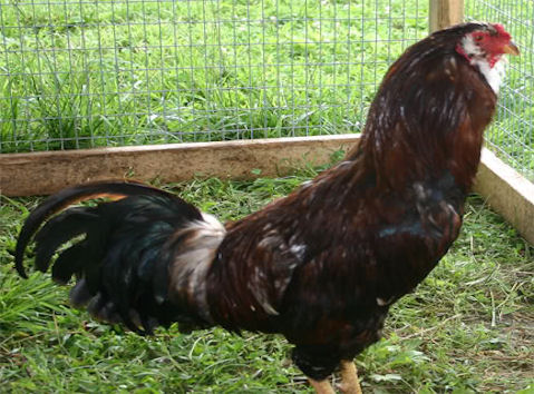 Russian Orloff 3 - chicken Breeds | ქათმის ჯიშები | qatmis jishebi