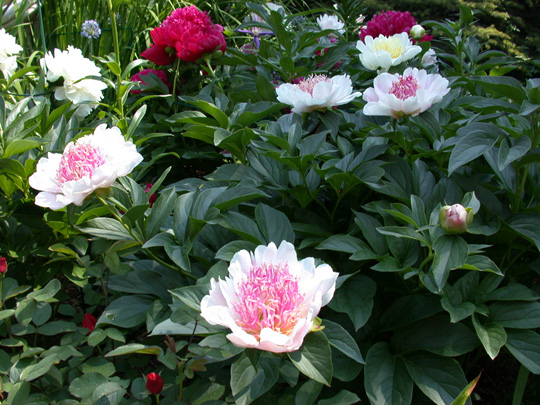 Do Tell -                                                                                                                 Peonies species| PIONI | პიონი
