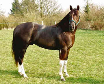 Australian Stock Horse - horse Breeds | ცხენის ჯიშები| cxenis jishebi