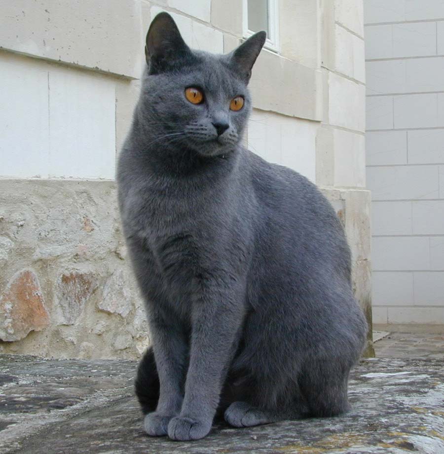 Chartreux - cat Breeds | კატის ჯიშები | katis jishebi