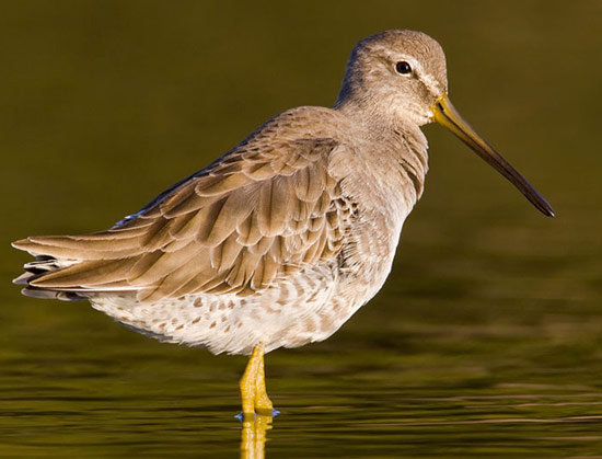 Short-billed Dowitcher - Bird Species | Frinvelis jishebi | ფრინველის ჯიშები