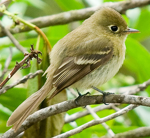 Pacific-slope Flycatcher - Bird Species | Frinvelis jishebi | ფრინველის ჯიშები