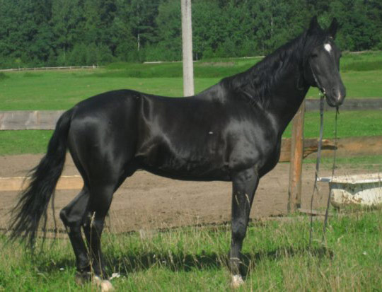 Anglo-Karachai Horse - horse Breeds | ცხენის ჯიშები| cxenis jishebi