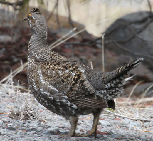 Sooty Grouse - Bird Species | Frinvelis jishebi | ფრინველის ჯიშები