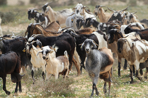 Canary Island Goat - goats Breeds | txis jishebi | თხის ჯიშები