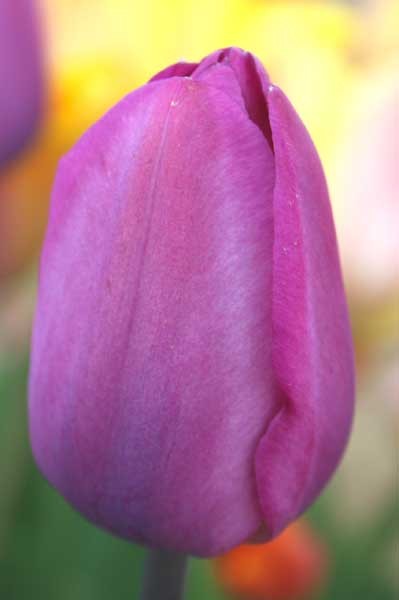 Sogetsu -                                                         Species Tulip| TITA | ტიტა                                                        