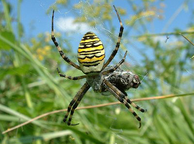 Wasp Spider - Spider species | OBOBAS JISHEBI | ობობას ჯიშები