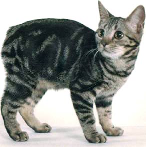 Manx - cat Breeds | კატის ჯიშები | katis jishebi