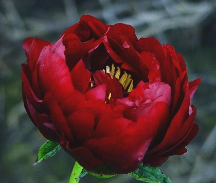 Buckeye Belle -                                                                                                                 Peonies species| PIONI | პიონი