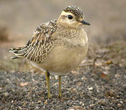 Eurasian Dotterel - Bird Species | Frinvelis jishebi | ფრინველის ჯიშები