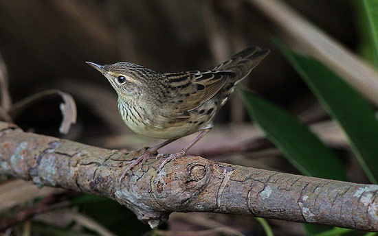 Lanceolated Warbler - Bird Species | Frinvelis jishebi | ფრინველის ჯიშები