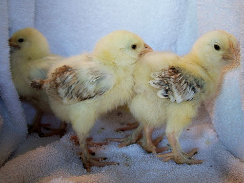 Faverolles 1 - chicken Breeds | ქათმის ჯიშები | qatmis jishebi