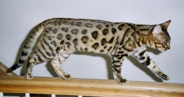Bengal 2 - cat Breeds | კატის ჯიშები | katis jishebi