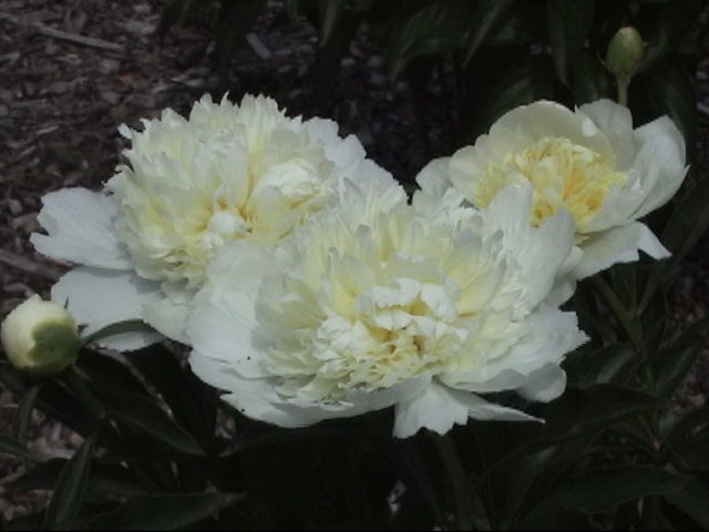 Carolina Moon -                                                                                                                 Peonies species| PIONI | პიონი