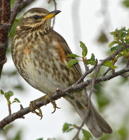 Redwing - Bird Species | Frinvelis jishebi | ფრინველის ჯიშები