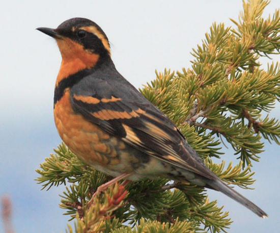Varied Thrush - Bird Species | Frinvelis jishebi | ფრინველის ჯიშები